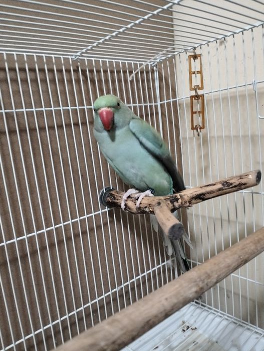 Papagal Micul alexandru