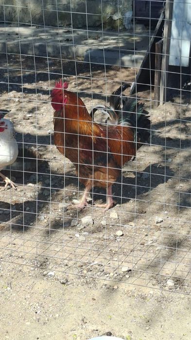 әтеш 1 шт сатылады