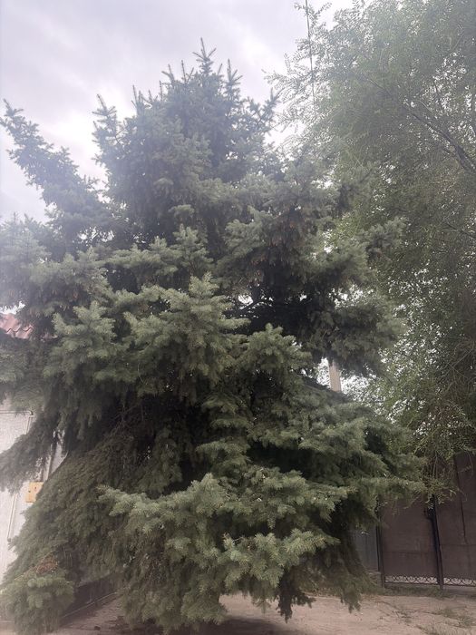 Продам ель голубая