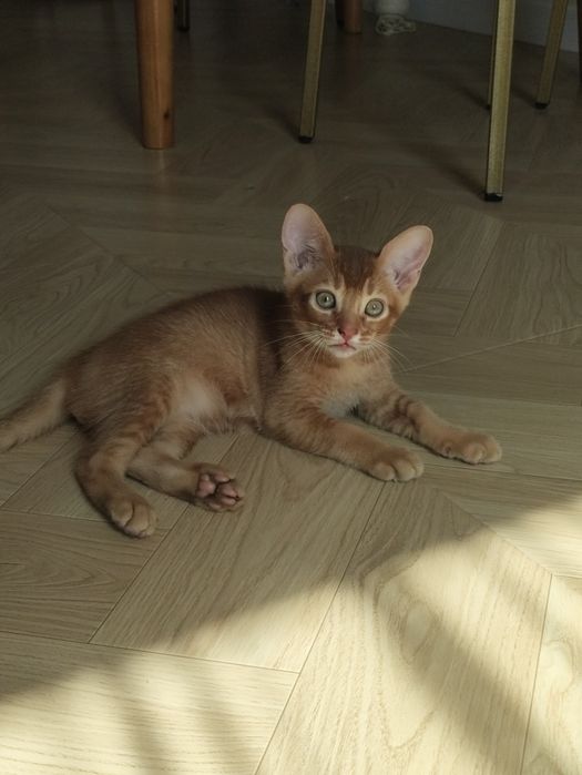 Абиссинские котята