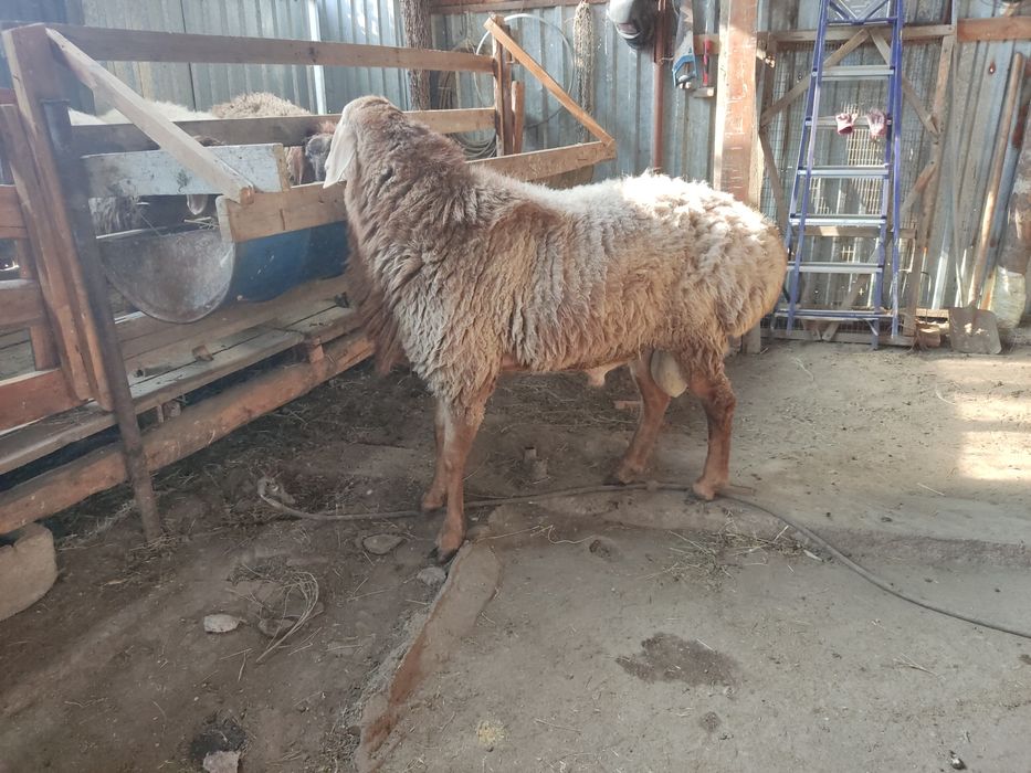 Продам кошкара Арашан