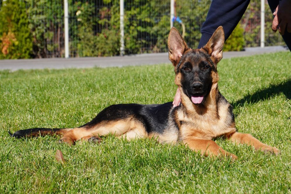 Femela ciobanesc german cu pedigree TOP