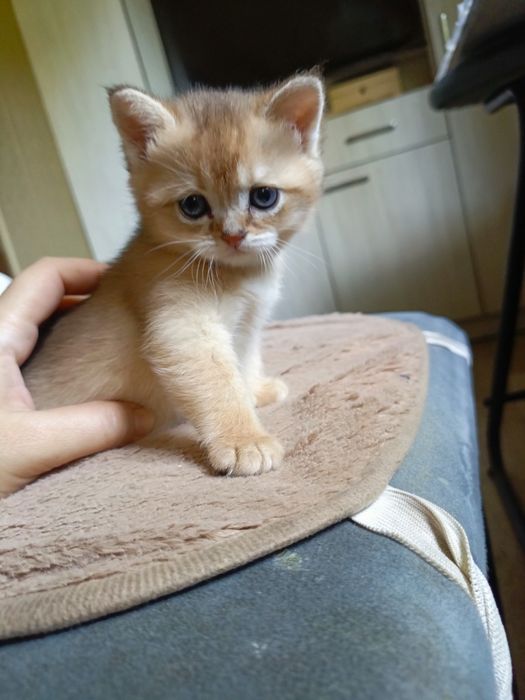 Пародистые котята
