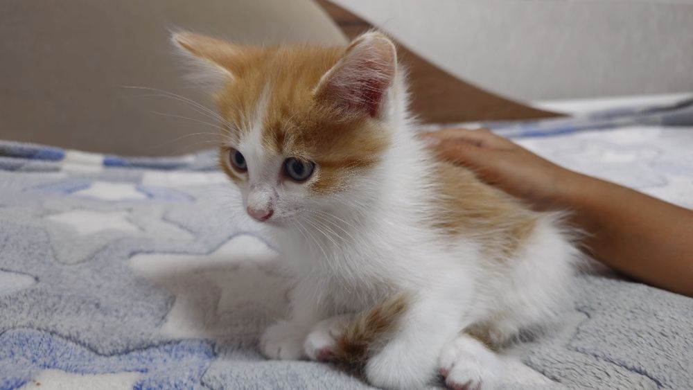 Котята ищут семью