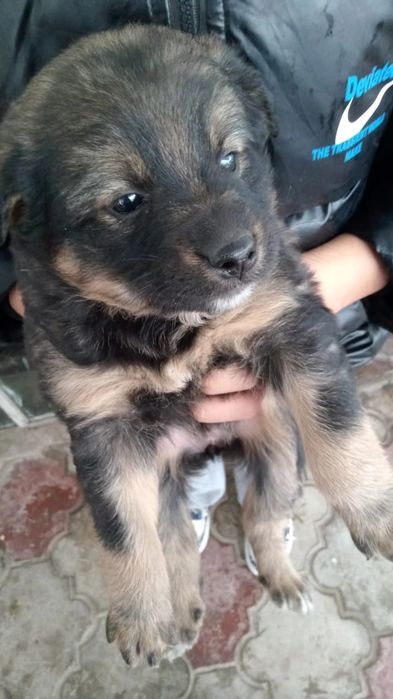 Срочно Отдам щенков