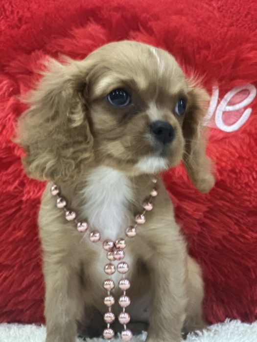 Очаровательная девочка кавалер кинг чарльз