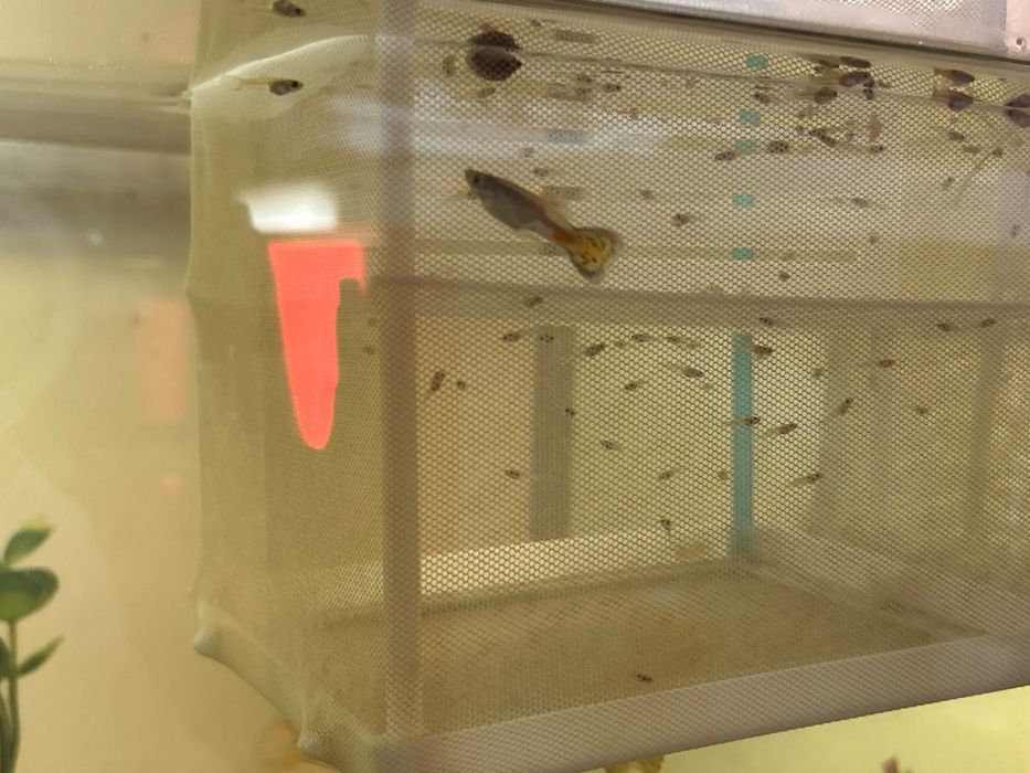 Peștii guppy adulți cât și puii