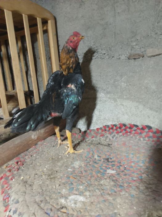 Продам майского петушка