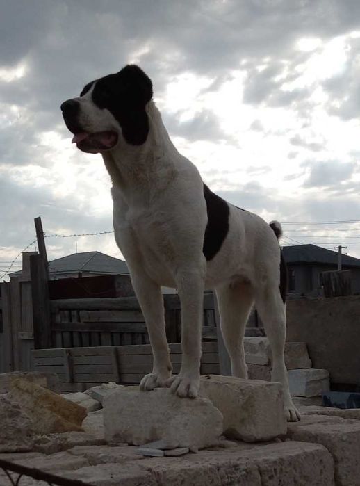 Продам  Щенков Алабая, бронирование