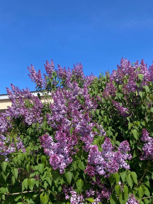 Свежие букеты сирени