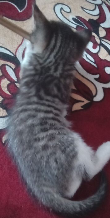 котёнка отдам добрые руки