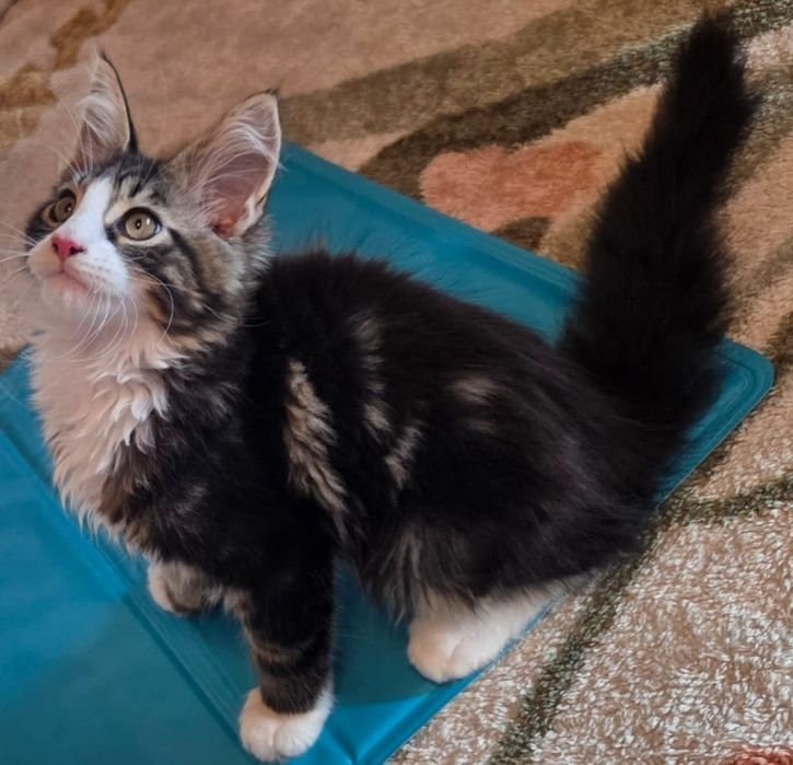 Motanel Maine Coon