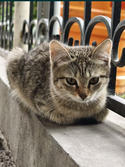 Отдаю котенка девочку