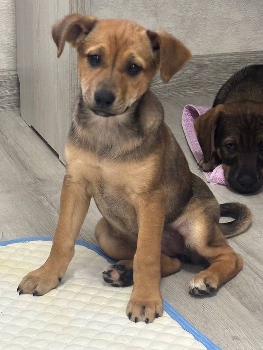 Пристраивается щенок-девочка