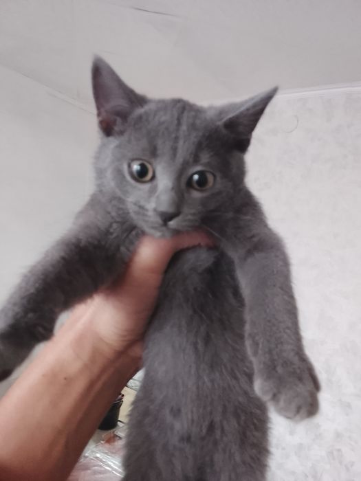 Отдам котят в хорошие руки