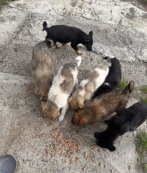 Donatie Caini talie Mare