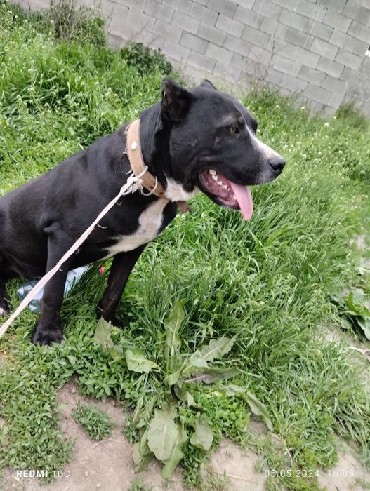 Пигбул сатылады 70000