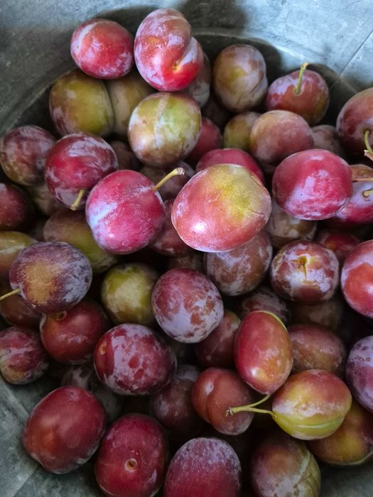 Местная,крупная слива