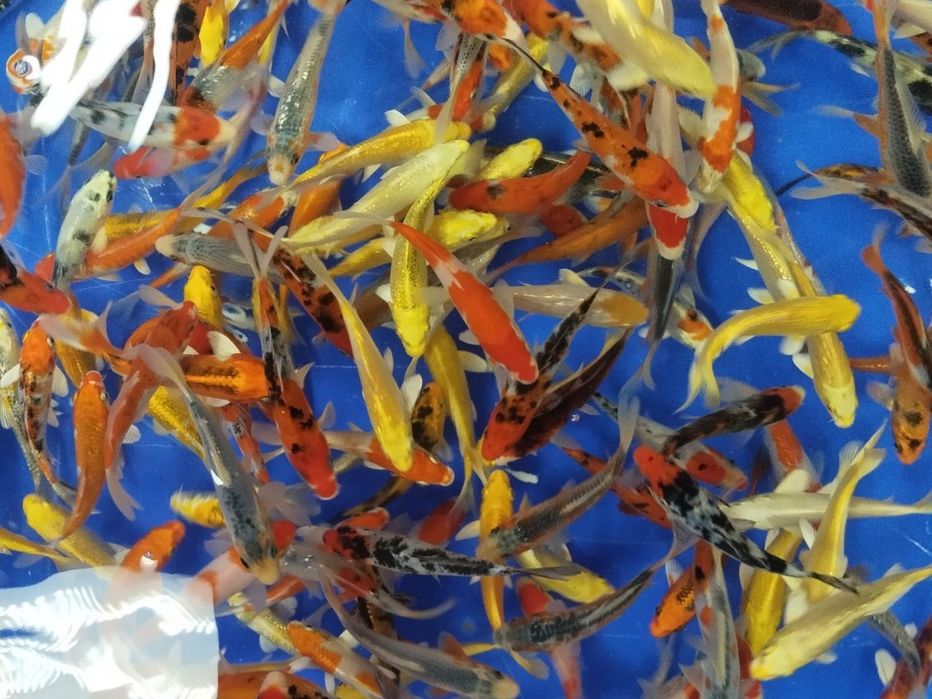 Кои koi yapon karplari tayland sotiladi xar xil turdagilaridan bor