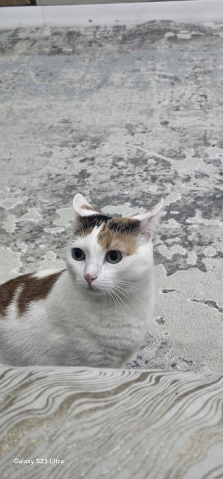 Отдадим в добрые руки. Добрый, чистый