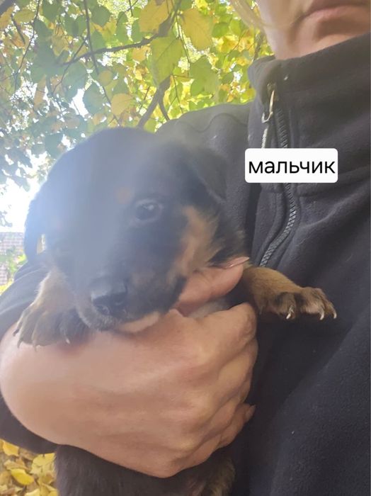 Щенки друзья чудесные