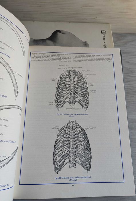 Set atlas de anatomie umana