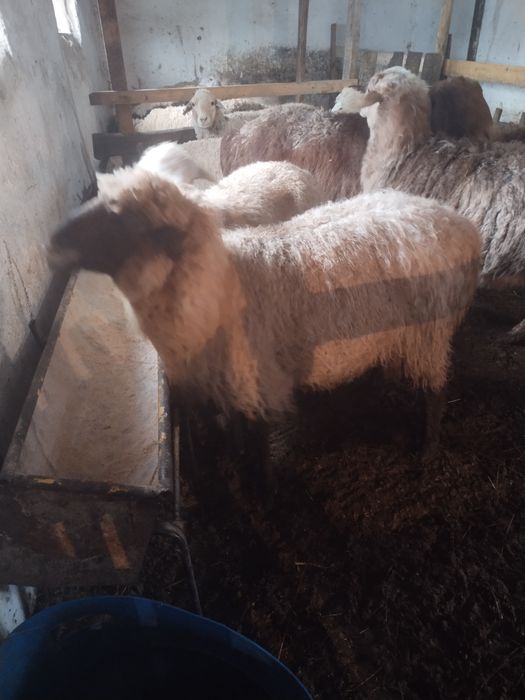 Бараны, кой, токты