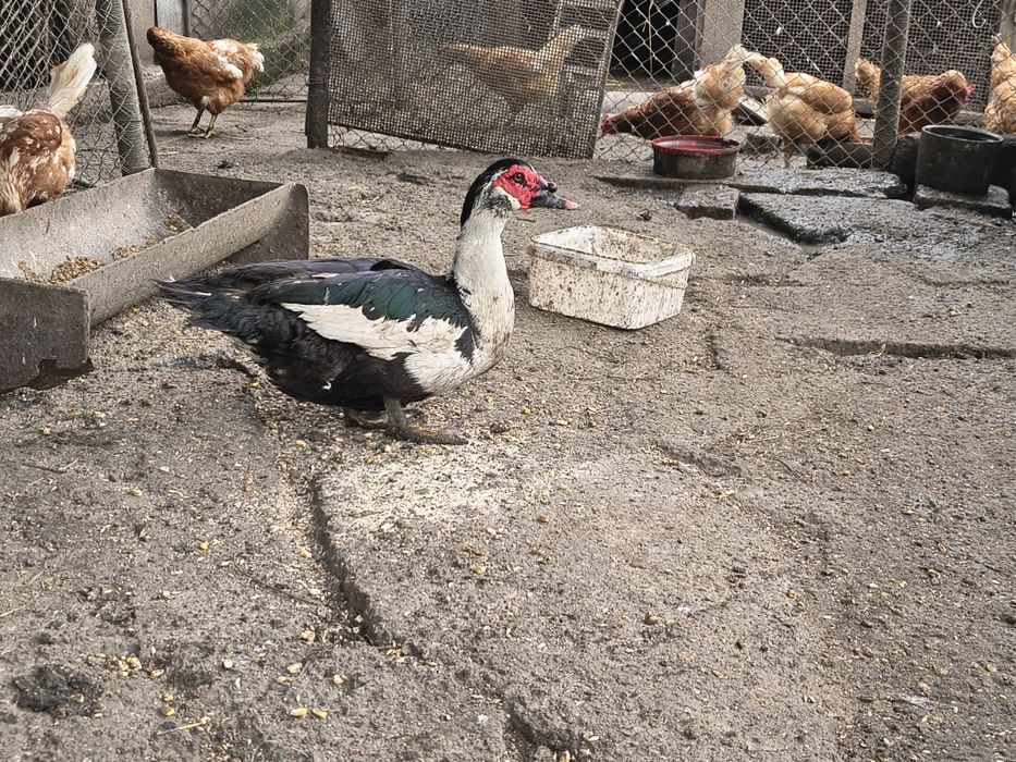 Rățoi mut crescut natural