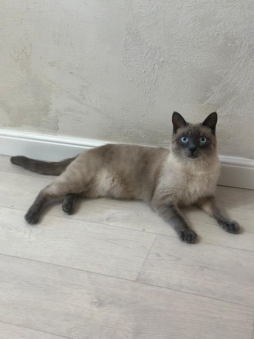 Вязка ищем кошку
