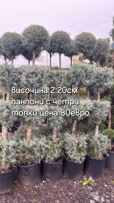 Разсадник Доганово разполага с разнообразен и видове растения.заповяда