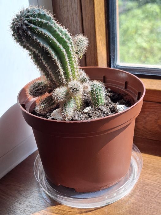 Кактус взрослый с деткой