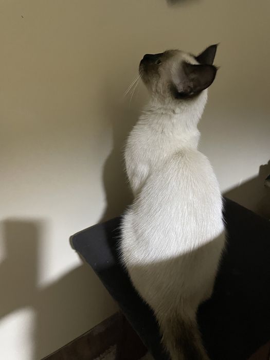 Покиза соглом тарбияли мушук