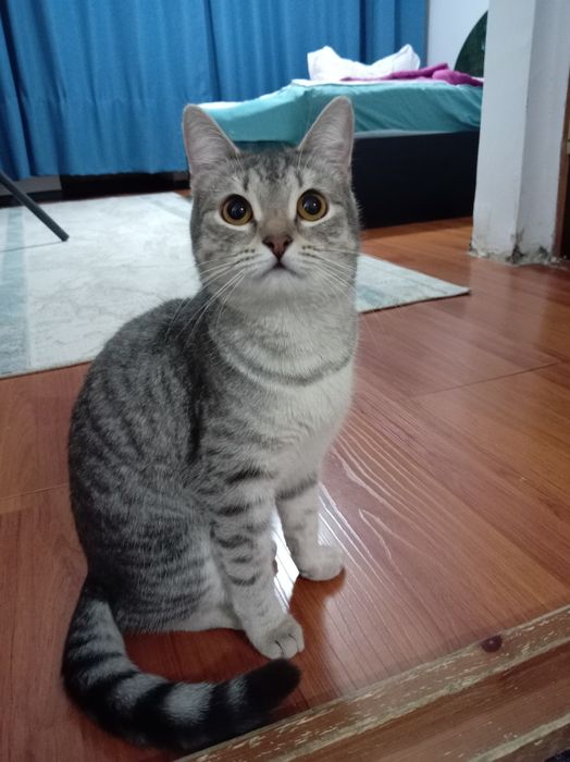 Домашняя кошечка