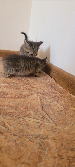Отдам в добрые и ответственные руки