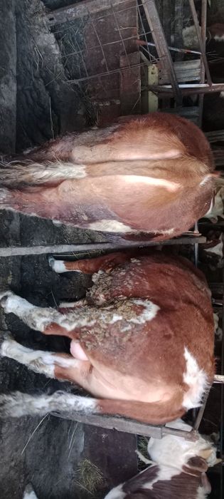 Продажа откорм быки