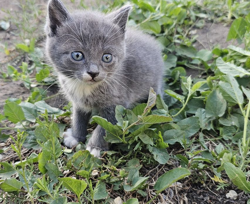 Отдам котят в добрые руки