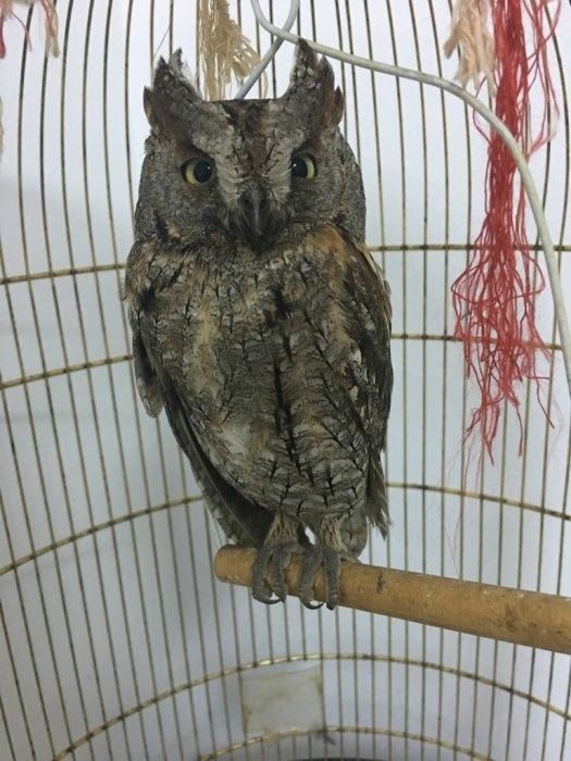 Cazare pisicuțe și animale mici