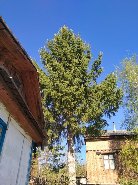Срочно продаётся дача,район  Лесхоз
