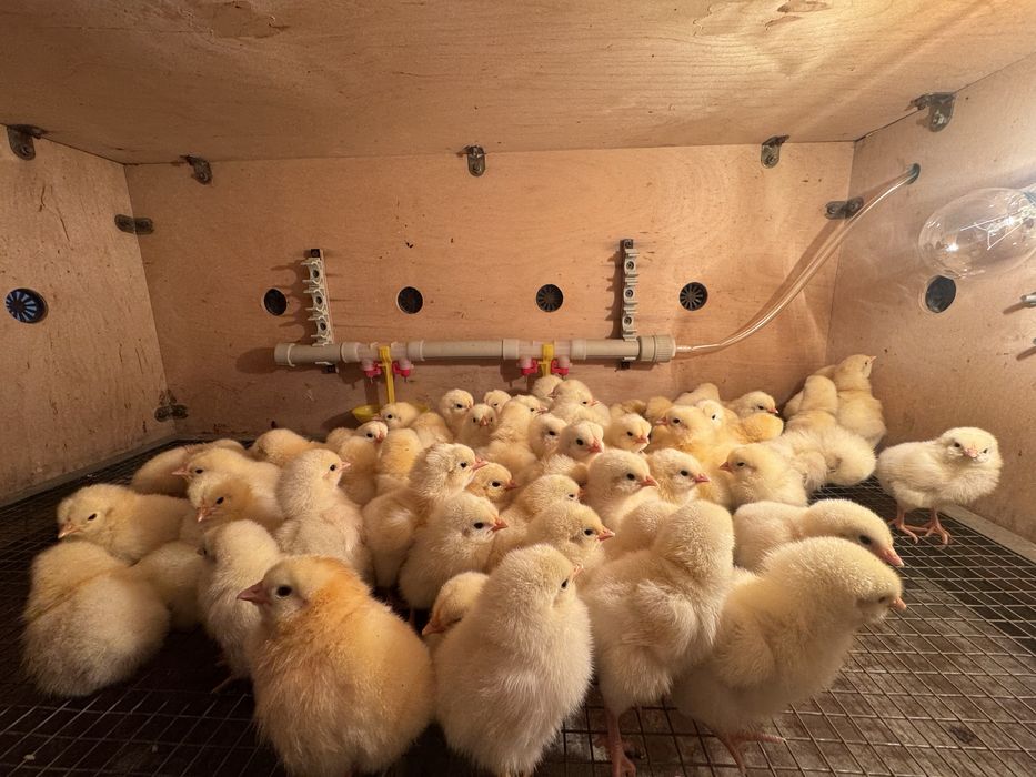 Цыпляты алдер серебрыстый