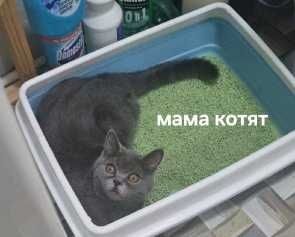 Отдаются породистые котята (скотиш страйт) в добрые руки.
О