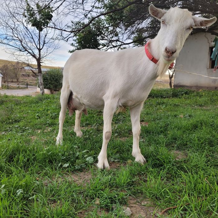 Заанен ешкі тұқымы сатамын