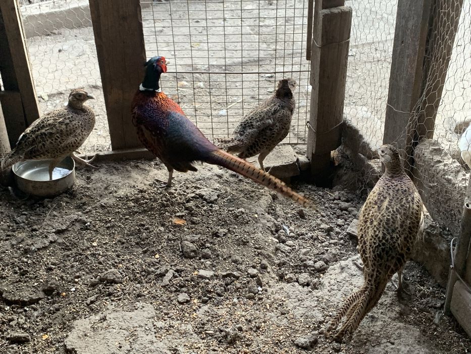 Fazani si Gaini Pitice