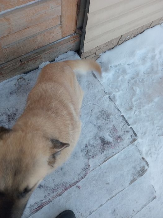 Отдам собаку в добрые руки