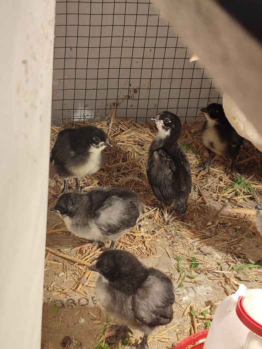 Цыплята джерсииский гигант