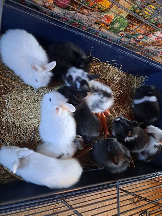 Vand iepurasi cap de leu pitic diferite culori