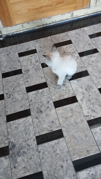 Котик пародистый