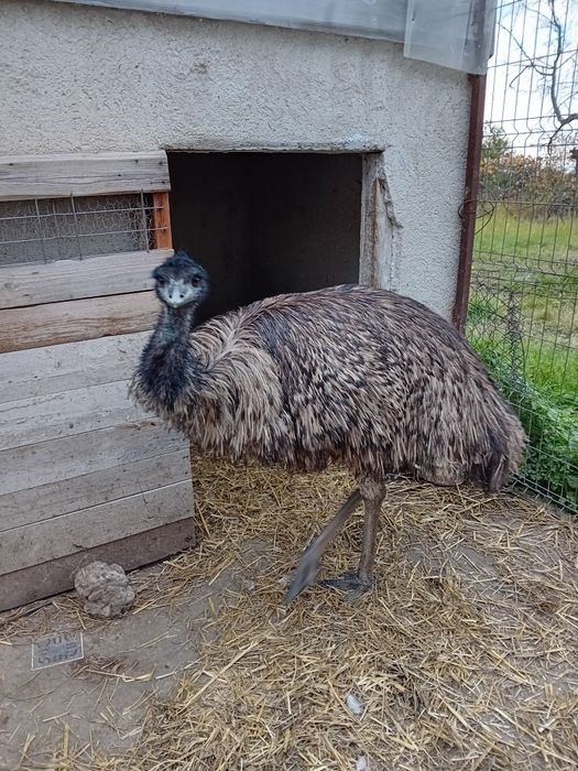 Emu(femela)de 2ani