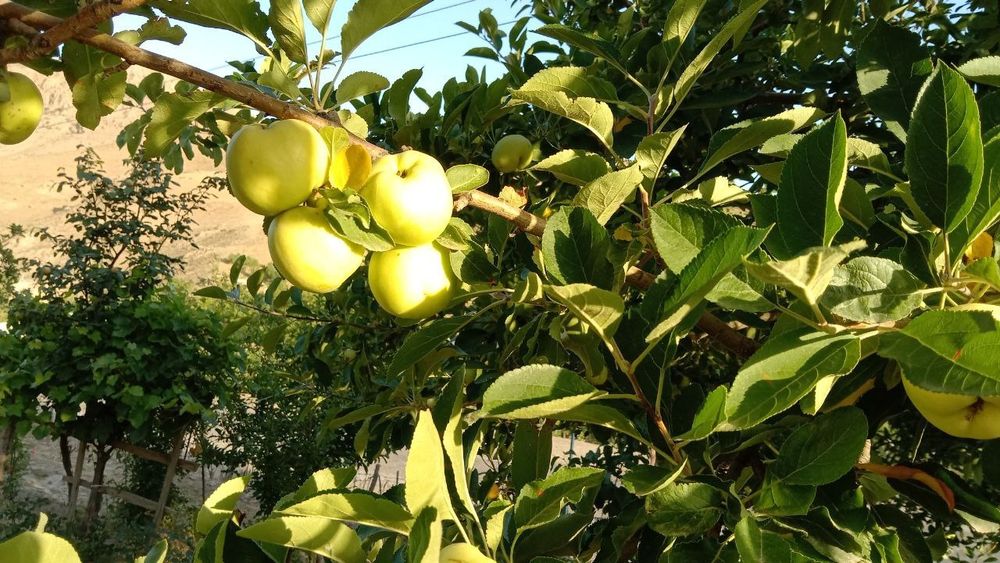 Ер сотилади Жиззах