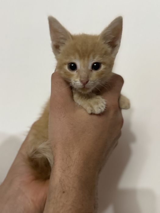 Котенок в добрые руки мальчик