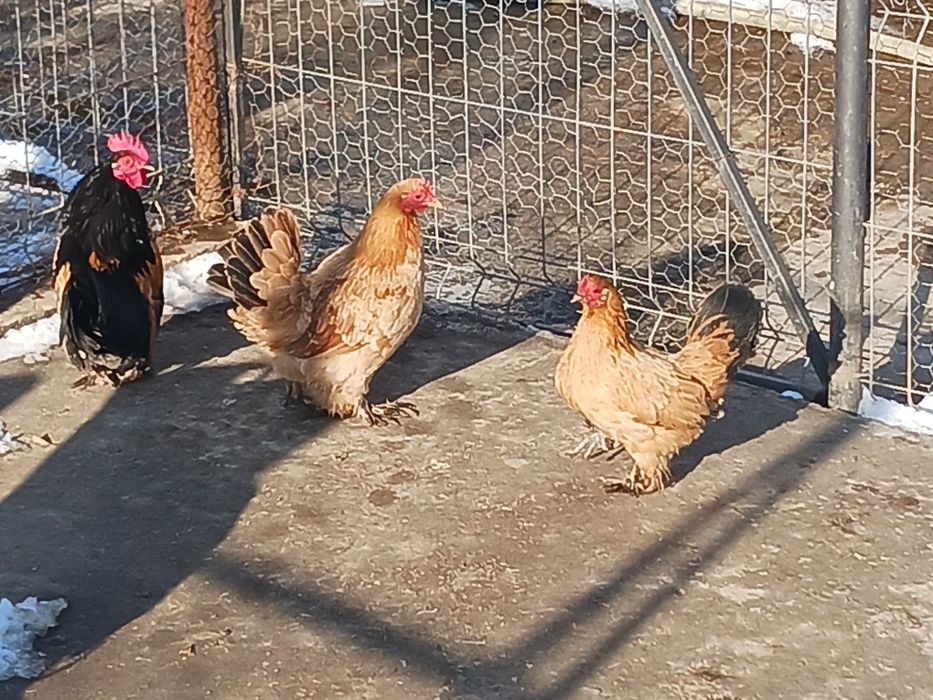 Gainuse  pitici și cocosei